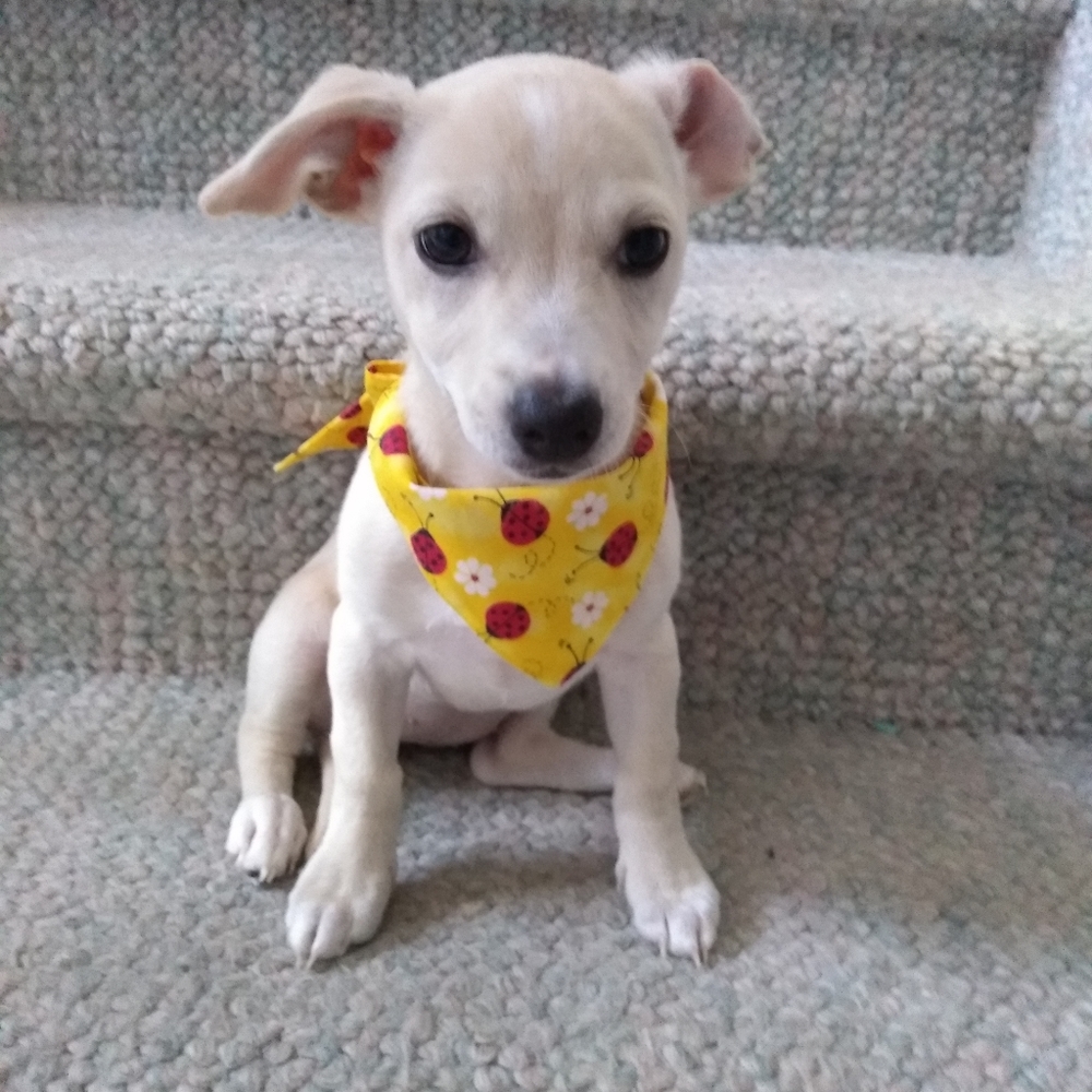 NWOT Dogs bandana new large